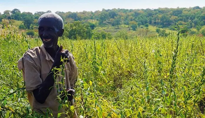 sesame-farmer